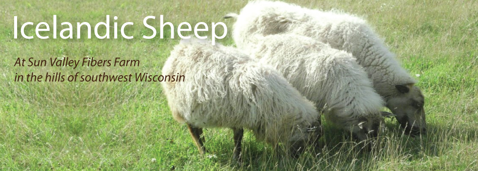 slider-icelandicsheep